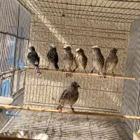 قناری لیزارد نقره ای فقط ماده دارم نر ندارم