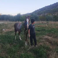 فروش اسب|اسب و تجهیزات اسبسواری|یاسوج, |دیوار