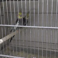 عروس بالغ|پرنده|قزوین, |دیوار