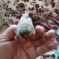 سهره گلبسر نر|پرنده|خسروشاه, |دیوار