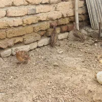 فروش ۴ قطعه بلدرچین نر