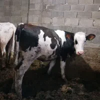 گاو گوساله