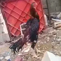 خروس لاری دونگ بالا