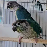 انواع جفت های گرینچیک تراکوییس