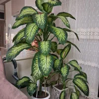 گل طبیعی دیفن