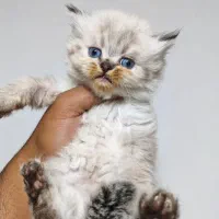 بچه گربه اشرافی