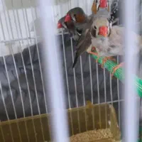 فنچ لپ سیاه و زبرا عروس تاج پرنسسی|پرنده|مشهد, نوده|دیوار