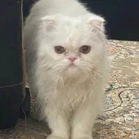 گربه پرشین|گربه|اردبیل, |دیوار