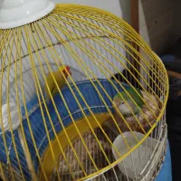 طوطی برزیلی جفت