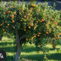 فروش-6800-متر-باغ-پرتغال-و-کیوی-سند-دار