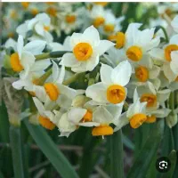 پیاز گل نرگس