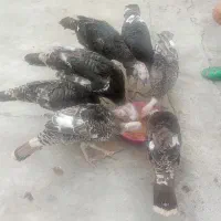 سلام بچه بقلمون امساله بدونه هیچ واکسنی سالم