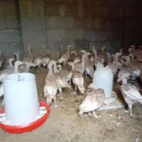 جوجه بو قلمون بوربون|حیوانات مزرعه|صومعه‌سرا, |دیوار