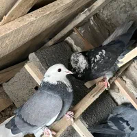 پرشی ، سالم|پرنده|پیر بکران, |دیوار