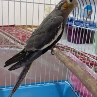 عروس سینامون
