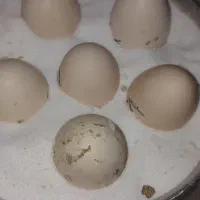 تخم مرغ لاری اصل افقان نطفه دار