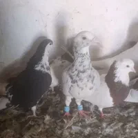 کفتر|پرنده|چناران, |دیوار