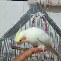 پرنده عروس هلندی