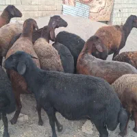 گوسفند قزل افشاری  شیشک
