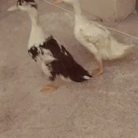 اردک نر و ماده خروس|حیوانات مزرعه|شیراز, حجت آباد|دیوار