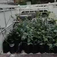 نهال تمشک|گل و گیاه طبیعی|قائم‌شهر, |دیوار