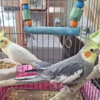 جاکفشی آینه قدی میزتحریرکتابخانه ساعت کفش لباس تاب|حراج|اسلامشهر, مظفریه|دیوار