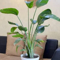 گیاه نخل نیکولای