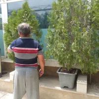 کامیس|گل و گیاه طبیعی|ملارد, |دیوار