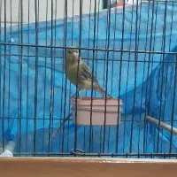 قناری نروماده|پرنده|بروجرد, |دیوار