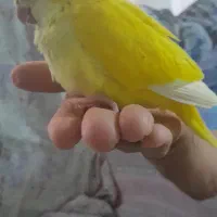 جوجه راهب سرلاکی از مولدای سخنگو با تست