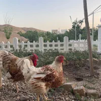 تخم مرغ نطفه دار|حیوانات مزرعه|قزوین, |دیوار