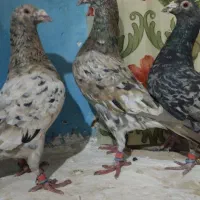 کبوتر سار عتیغه