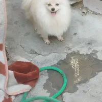 سگ پامر ماده