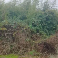 فروش گیاه بامبو خیزران در باغ|گل و گیاه طبیعی|سیاهکل, |دیوار