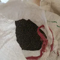 گندی سیاه.ماش