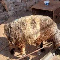 شیشک فروشی سالم  شماره تماس|حیوانات مزرعه|لالی, |دیوار