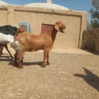 بزمری وتکشادپتیری