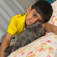 گربه اسکاتیش