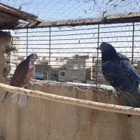 کفتر|پرنده|قم, شاد قلی|دیوار
