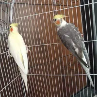 عروس هلندی|پرنده|شهریار, شهریار|دیوار