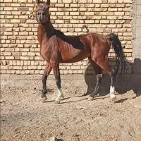 اسب|اسب و تجهیزات اسب‌سواری|خلخال, |دیوار