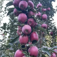 نهالستان مهندس قاسمی تولید کننده انواع نهال|خدمات باغبانی و درختکاری|آبش احمد, |دیوار