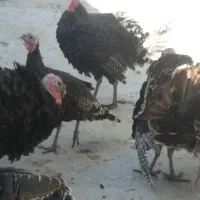 بوقلمون نر وخروس کاکلی لهستانی|حیوانات مزرعه|مشهد, شهرک رازی (شهرک غرب)|دیوار