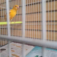 قناری|پرنده|مشهد, استاد یوسفی (شهرک غرب)|دیوار