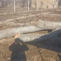 خرید چوب قطع درخت و هرس|خدمات باغبانی و درختکاری|چناران, |دیوار