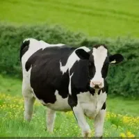 کارگر گاوداری