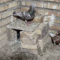 کبوترکوهی نر .دوری به شرط