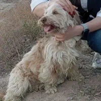 گمشده در محدوده باغ صالح