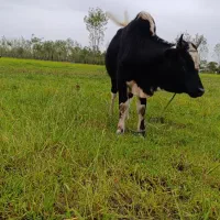 ورزا فروشی|حیوانات مزرعه|گوراب زرمیخ, |دیوار