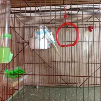 یک جفت مرغ عشق دستی با قفس